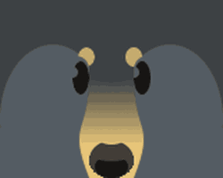 Black Bear