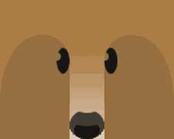 Brown Bear Morph