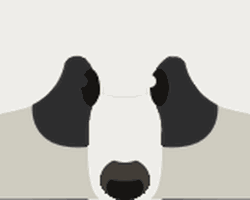 Panda Bear