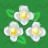 Triple White Flower
